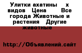 Улитки ахатины  2-х видов › Цена ­ 0 - Все города Животные и растения » Другие животные   